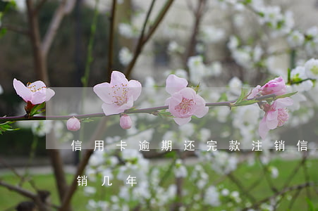 信用卡逾期还完款注销(信用卡逾期还完款注销几年)