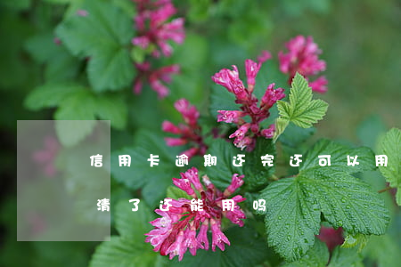 信用卡逾期还完还可以用吗(逾期的信用卡还清了还能用吗)