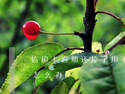 信用卡逾期还掉了用不了了(还信用卡逾期了怎么办)