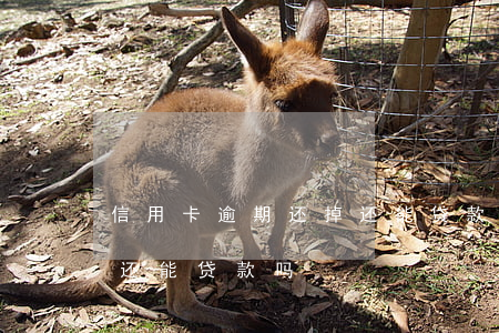 信用卡逾期还掉还能贷款吗(信用卡逾期还掉还能贷款吗)