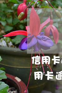 信用卡逾期还款一次影响信用吗-一年内信用卡逾期一次有什么影响