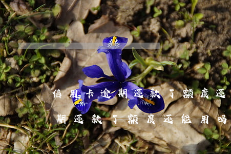 信用卡逾期还款了额度还能用吗-信用卡逾期还款了额度还能用吗知乎