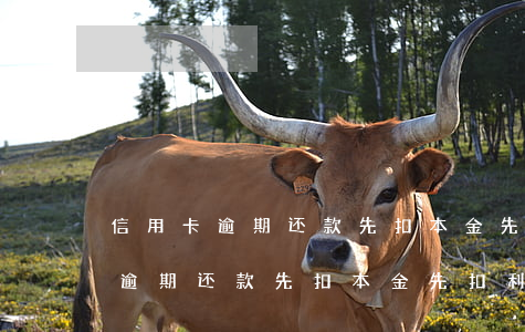 信用卡逾期还款先扣本金先扣利息-信用卡逾期还款先扣本金先扣利息吗