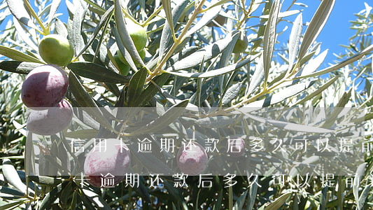 信用卡逾期还款后多久可以提前还款-信用卡逾期还款后多久可以提前还款啊