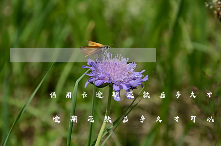 信用卡逾期还款后多久才可以恢复-信用卡逾期还款后多久才可以恢复征信