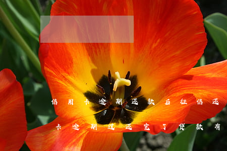 信用卡逾期还款后征信还会影响吗-我信用卡逾期过还完了贷款有影响吗