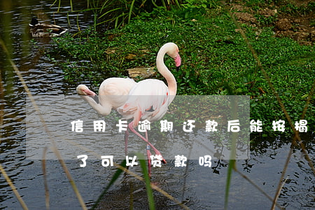信用卡逾期还款后能按揭(信用卡违约了还清了可以贷款吗)