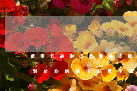 信用卡逾期还款后钱还能取出来吗-把钱还到过期的信用卡里了怎么办