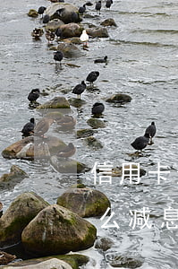 信用卡逾期还款怎么减息(信用卡逾期还款怎么减息)
