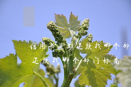 信用卡逾期还款找哪个部门协商(信用卡逾期还款找哪个部门协商)