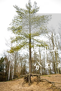 信用卡逾期还款日当天能分期吗(还款日当天分期算逾期吗)