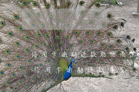 信用卡逾期还款能协商(怎么与银行商量协商信用卡逾期还款事宜)