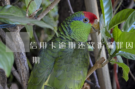 信用卡逾期还款诈骗罪 因被骗导致信用卡逾期