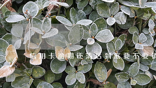 信用卡逾期还清后到底要不要销卡
