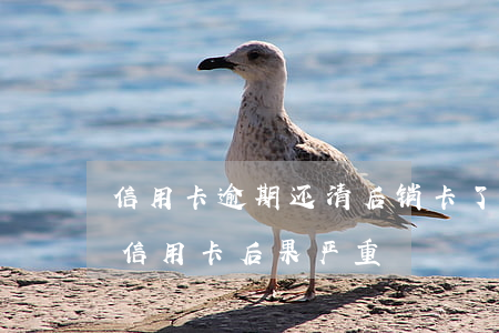 信用卡逾期还清后销卡了怎么办(逾期后注销信用卡后果严重)
