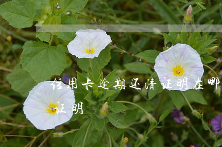 信用卡逾期还清证明在哪开（信用卡逾期还清证明）