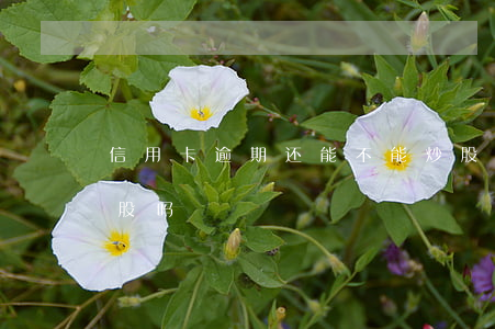 信用卡逾期还能不能炒股(信用卡可以用来炒股吗)