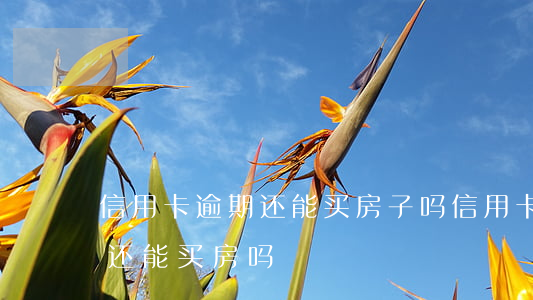 信用卡逾期还能买房子吗(信用卡逾期了以后还能买房吗)