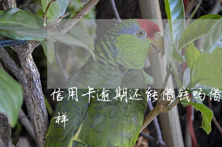 信用卡逾期还能借钱吗(借信用卡逾期了会怎样)