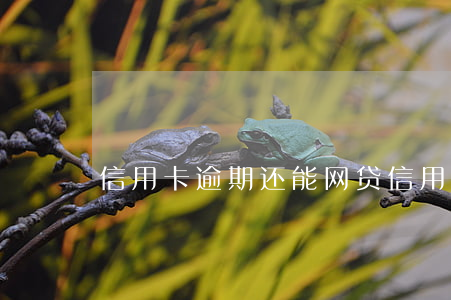 信用卡逾期还能网贷(信用卡逾期还能网贷么)