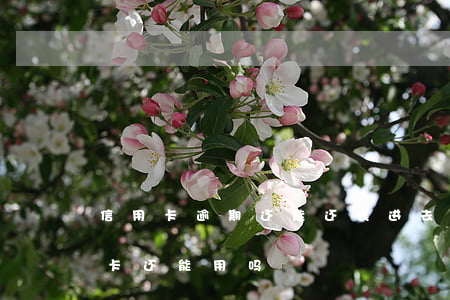 信用卡逾期还能还钱进去吗(逾期还清后信用卡还能用吗)