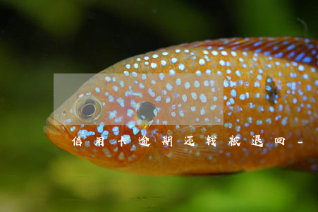 信用卡逾期还钱被退回-还信用卡被退款