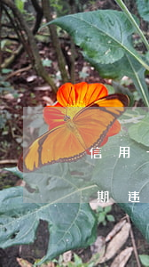 信用卡逾期违约金下个月还收吗-信用卡逾期违约金下个月还收吗合法吗