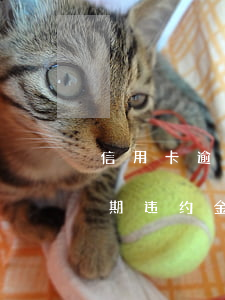 信用卡逾期违约金可以每月都收吗 银行卡逾期违约金