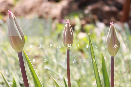 信用卡逾期追債公司要去家里(信用卡逾期追債公司要去家里)