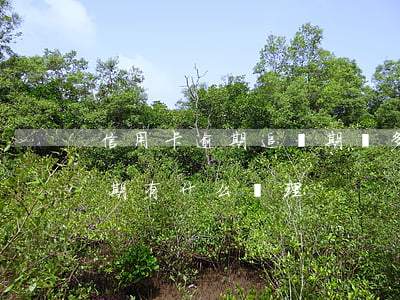 信用卡逾期追繳期為多少年(今年的信用卡逾期有什么處理)