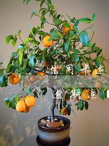 信用卡逾期追訴期的認(rèn)定(信用卡逾期追訴期多久)