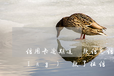 信用卡逾期追還款信息(信用卡逾期已經(jīng)還款了征信報告還顯示逾期)