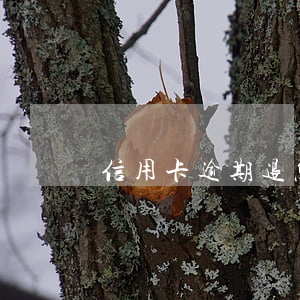 信用卡逾期退息流程(如何退信用卡利息)