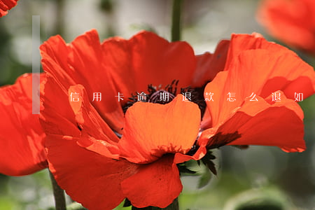 信用卡逾期退款怎么退 如信用卡逾期了怎么辦