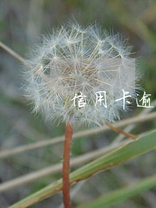 信用卡逾期透支催款函(逾期还款催告函)