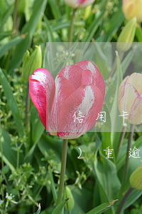 信用卡逾期透支坐牢案例(信用卡嚴(yán)重逾期的后果會(huì)坐牢嗎?)