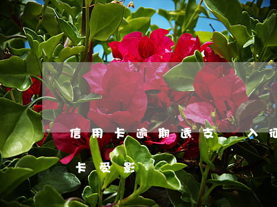 信用卡逾期透支納入征信嗎(逾期上征信信用卡受影響)