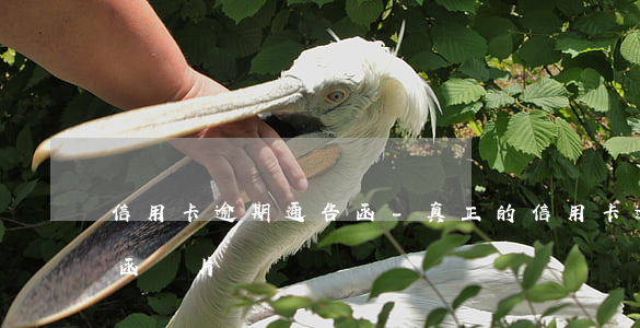 信用卡逾期通告函-真正的信用卡逾期通告函圖片
