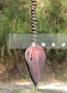 信用卡 逾期 通知（信用卡逾期本人聲明）