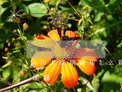 信用卡逾期通知怎么撤除-信用卡逾期能不能撤銷