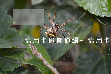 信用卡逾期通緝-信用卡逾期通緝令