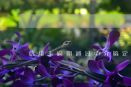 信用卡逾期通过中介搞定 什么叫信用卡逾期了