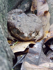 信用卡逾期連累別的行(好幾個(gè)銀行信用卡逾期)
