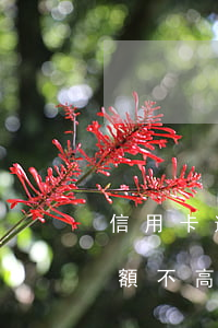 信用卡逾期連續(xù)4個(gè)月金額不高(四萬(wàn)額度的信用卡逾期一年)