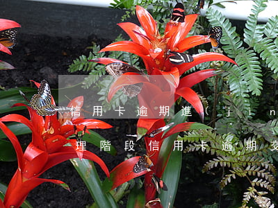 信用卡逾期進(jìn)入法務(wù)處理階段(信用卡逾期交到法務(wù)部門會怎么處理)