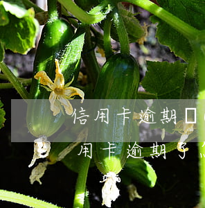 信用卡逾期進(jìn)失信名單怎么辦(信用卡 逾期了怎么辦)