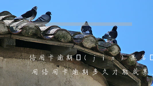 信用卡逾期進(jìn)黑名單可以解凍么(用信用卡逾期多久才能成黑名單)