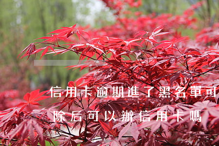 信用卡逾期進了黑名單可以解除嗎(黑名單解除后可以辦信用卡嗎)