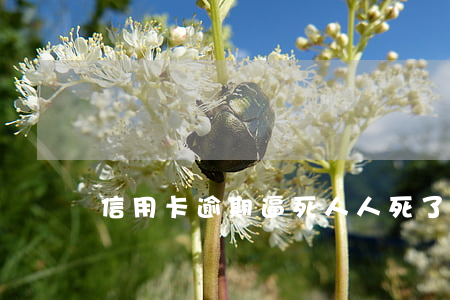 信用卡逾期逼死人(人死了信用卡逾期)