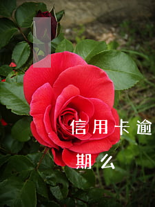 信用卡逾期逾一天有关系吗(信用卡1天算逾期么)